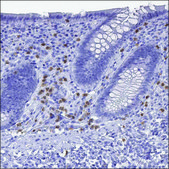 Anti-IRG1 antibody produced in rabbit Prestige Antibodies® Powered by Atlas Antibodies, affinity isolated antibody, buffered aqueous glycerol solution