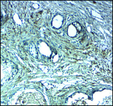 Anti-LRRC26 antibody produced in rabbit affinity isolated antibody