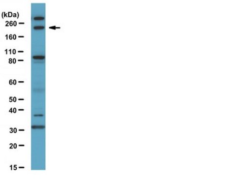 Anti-FIP200 Antibody serum, from rabbit