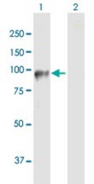 Anti-DDHD2 antibody produced in mouse purified immunoglobulin, buffered aqueous solution