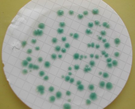 CP ChromoSelect Agar suitable for microbiology, NutriSelect&#174; Basic