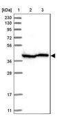 Anti-EIF3M antibody produced in rabbit Prestige Antibodies® Powered by Atlas Antibodies, affinity isolated antibody, buffered aqueous glycerol solution