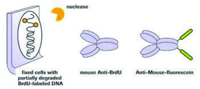 5-溴-2&#8242;-脱氧尿苷标记和检测试剂盒I sufficient for &#8804;100&#160;tests, kit of 1 (5 components), suitable for immunofluorescence