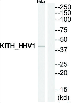 Anti-KITH_HHV1 antibody produced in rabbit affinity isolated antibody