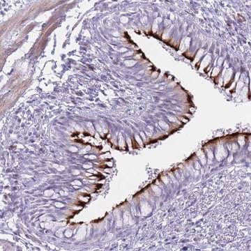 Anti-IFNA6 antibody produced in rabbit Prestige Antibodies&#174; Powered by Atlas Antibodies, affinity isolated antibody, buffered aqueous glycerol solution