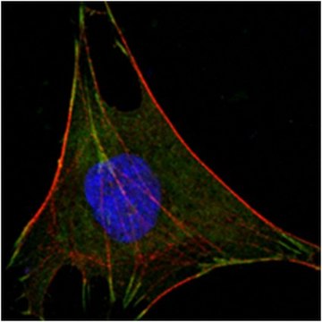 Anti-GPI Antibody, clone 1B7D7 ascites fluid, clone 1B7D7, from mouse