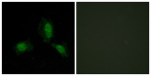 Anti-IRS-1 antibody produced in rabbit affinity isolated antibody