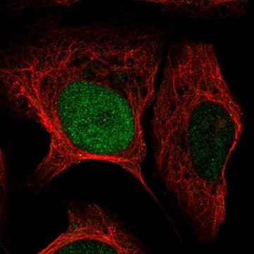 Anti-HMX3 antibody produced in rabbit Prestige Antibodies&#174; Powered by Atlas Antibodies, affinity isolated antibody