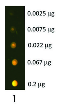 Anti-Rabbit IgG (H+L)-Texas Red&#174; antibody produced in donkey affinity isolated antibody, lyophilized powder