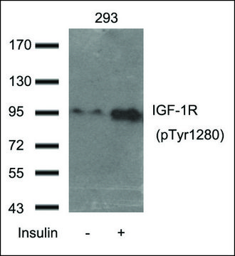 Anti-phospho-IGF-1R (pTyr1280) antibody produced in rabbit affinity isolated antibody