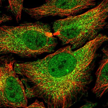 Anti-PSMB7 antibody produced in rabbit Prestige Antibodies&#174; Powered by Atlas Antibodies, affinity isolated antibody