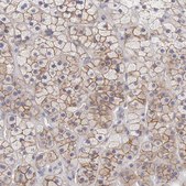 Anti-SLITRK4 antibody produced in rabbit Prestige Antibodies® Powered by Atlas Antibodies, affinity isolated antibody