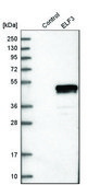 Anti-ELF3 antibody produced in rabbit Ab1, Prestige Antibodies® Powered by Atlas Antibodies, affinity isolated antibody, buffered aqueous glycerol solution
