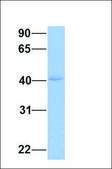 Anti-ZBTB32 antibody produced in rabbit affinity isolated antibody
