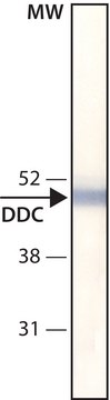 Monoclonal Anti-DOPA Decarboxylase (DDC) antibody produced in mouse clone DDC-109, ascites fluid