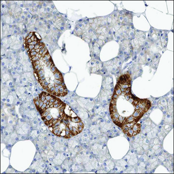 Anti-ZBED2 antibody produced in rabbit Prestige Antibodies&#174; Powered by Atlas Antibodies, affinity isolated antibody, buffered aqueous glycerol solution