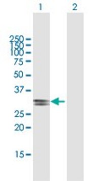 Anti-ECHDC2 antibody produced in mouse purified immunoglobulin, buffered aqueous solution