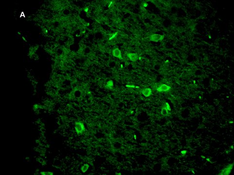 Anti-Green Fluorescent Protein Antibody, clone 4I10, ZooMAb&#174; Rabbit Monoclonal recombinant, expressed in HEK 293 cells