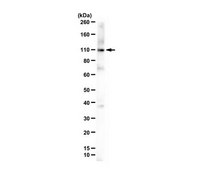 Anti-Anoctamin-1 (TMEM16A) from rabbit