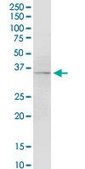 Monoclonal Anti-F3 antibody produced in mouse clone 4G4, ascites fluid