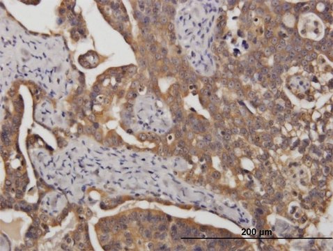 Monoclonal Anti-STIP1 antibody produced in mouse clone 2E11, purified immunoglobulin, buffered aqueous solution