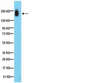 Anti-CD45 Antibody, clone F10-89-4 clone F10-89-4, from mouse, purified by affinity chromatography