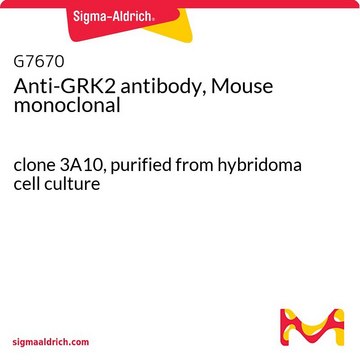 Anti-GRK2 antibody, Mouse monoclonal clone 3A10, purified from hybridoma cell culture