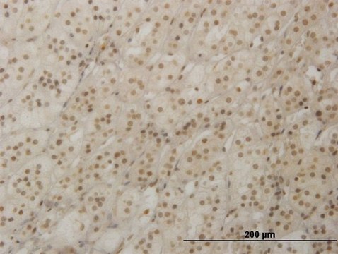 Monoclonal Anti-RAX antibody produced in mouse clone 4F4, purified immunoglobulin, buffered aqueous solution