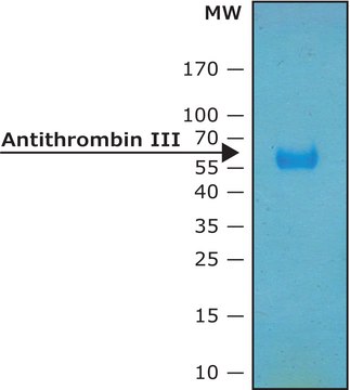 Antithrombin III human recombinant,carrier-free,expressed in HEK 293 cells