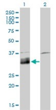 Monoclonal Anti-DNASE1L1 antibody produced in mouse clone 4E8, purified immunoglobulin, buffered aqueous solution