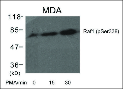 Anti-phospho-RAF1 (pSer338) antibody produced in rabbit affinity isolated antibody