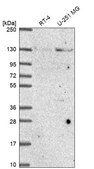 Anti-NUP133 antibody produced in rabbit Prestige Antibodies® Powered by Atlas Antibodies, affinity isolated antibody, buffered aqueous glycerol solution