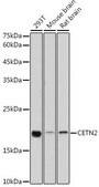Anti- CETN2 antibody produced in rabbit