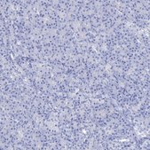 Anti-NLRP14 antibody produced in rabbit Prestige Antibodies® Powered by Atlas Antibodies, affinity isolated antibody, buffered aqueous glycerol solution