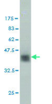 ANTI-ZNF41 antibody produced in mouse clone 1E1, purified immunoglobulin, buffered aqueous solution