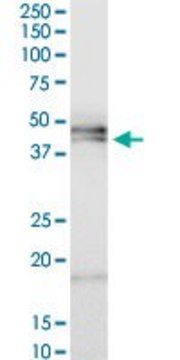 ANTI-HPR antibody produced in mouse purified immunoglobulin, buffered aqueous solution