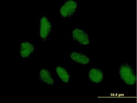 Anti-NAP1L3 antibody produced in mouse IgG fraction of antiserum, buffered aqueous solution