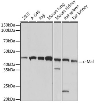 Anti-c-Maf Antibody, clone 1V7W3, Rabbit Monoclonal