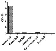 Alpaca Anti-Mouse IgG2b(Fcγ) HRP single domain Antibody recombinant Alpaca(VHH) Nano antibody