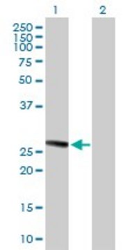 Anti-TMED1 antibody produced in mouse purified immunoglobulin, buffered aqueous solution