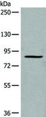 Anti-UNC5A affinity isolated antibody