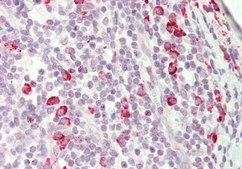 Anti-KIAA0317 affinity isolated antibody