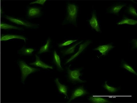 Monoclonal Anti-CRY2 antibody produced in mouse clone 3H4, purified immunoglobulin, buffered aqueous solution