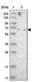 Anti-ZNF274 antibody produced in rabbit Prestige Antibodies® Powered by Atlas Antibodies, affinity isolated antibody, buffered aqueous glycerol solution