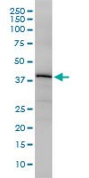 Monoclonal Anti-OBFC1 antibody produced in mouse clone 3G12-1B7, purified immunoglobulin, buffered aqueous solution