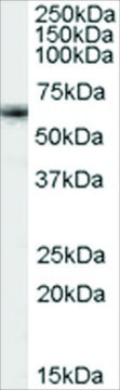 Anti-FOXO4/MLLT7 antibody produced in goat affinity isolated antibody, buffered aqueous solution