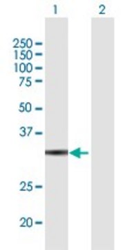 Anti-GLOD4 antibody produced in mouse purified immunoglobulin, buffered aqueous solution