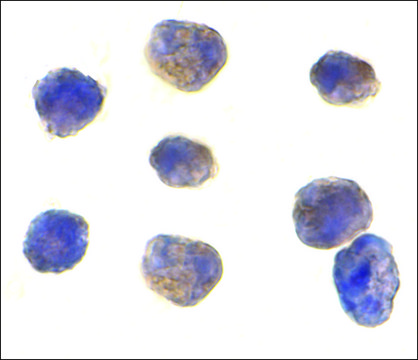 Anti-TAB1 antibody produced in rabbit affinity isolated antibody, buffered aqueous solution