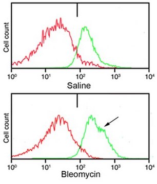 Anti-Pro-Collagen Type I, A1/COL1A1 from rabbit, purified by affinity chromatography