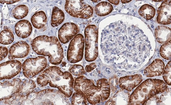 Anti-CD147 Antibody, clone 1J7 ZooMAb&#174; Rabbit Monoclonal recombinant, expressed in HEK 293 cells